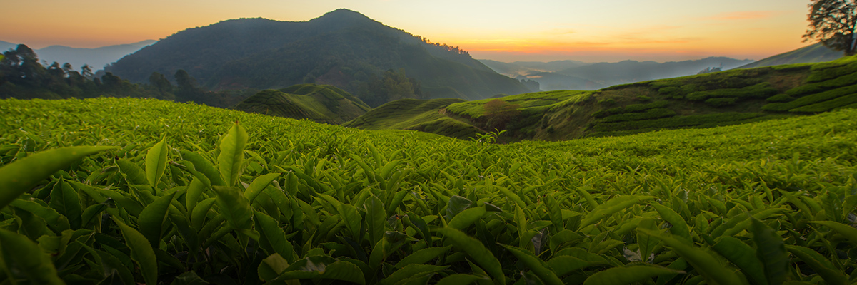 Collaborating to Eliminate Modern Slavery: Global Business Coalition Against Human Trafficking hero image