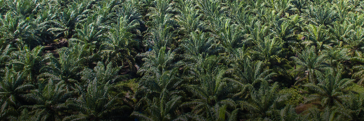 Next-Generation Private-Sector Collaboration for Sustainable Development: Q&A with Neste hero image