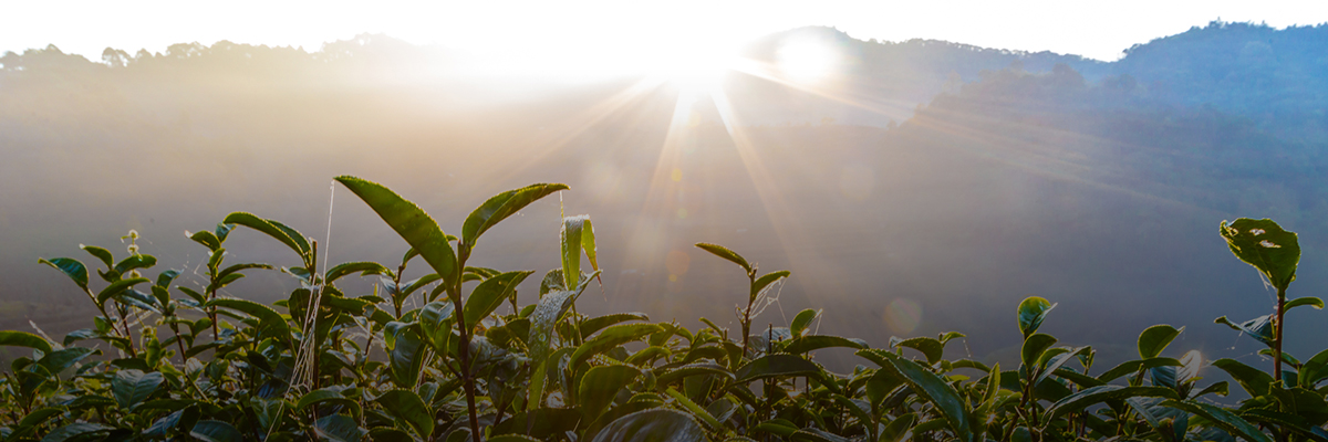 The Coca-Cola Company: Building a Climate-Resilient Value Chain hero image