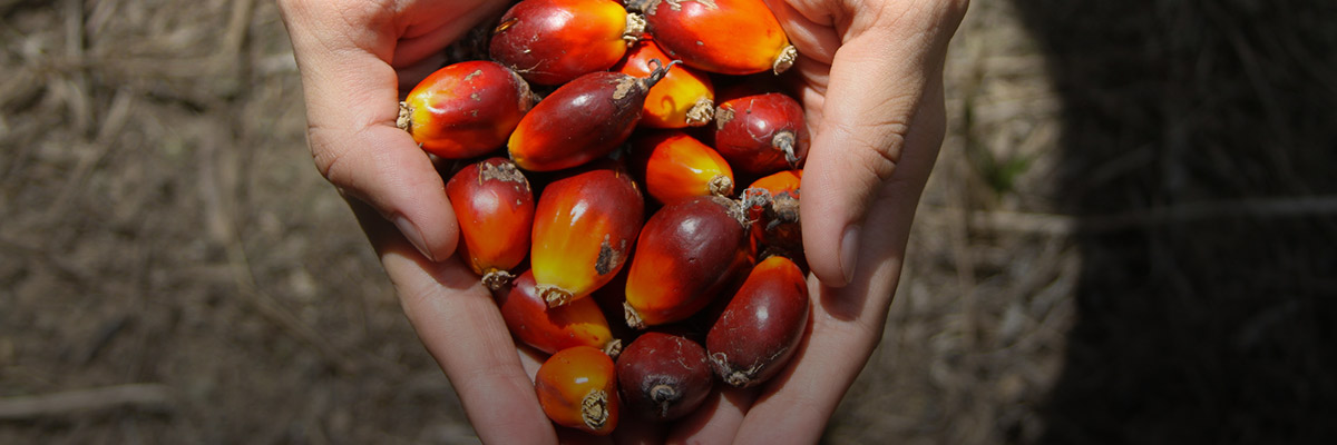 Action for Sustainable Derivatives: A BSR/Transitions Collaboration hero image