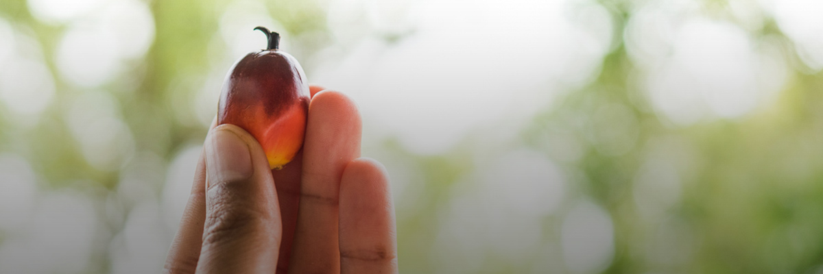 Protecting Child Welfare in the Palm Oil Industry (Asia-Pacific) hero image