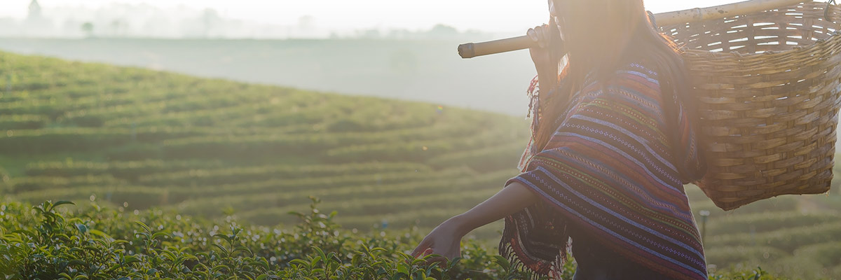 Gender Equity in the Just Transition and the Shift to Green Jobs hero image