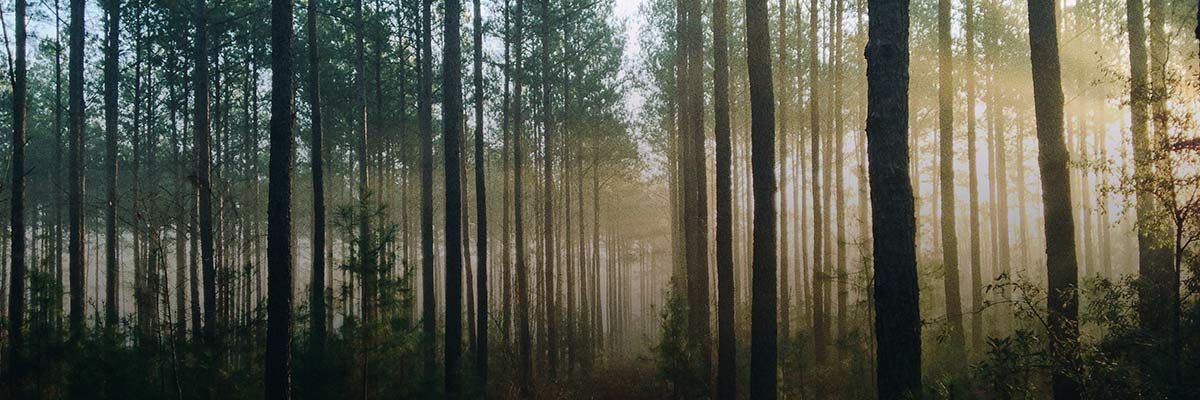 The SEC’s Proposed Rule for Climate-Related Disclosures hero image