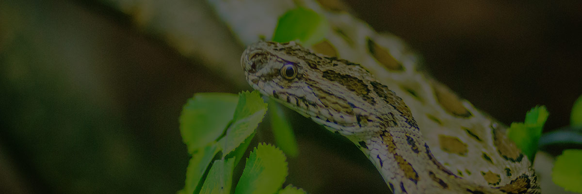 Southeast Asian Reptile Conservation Alliance Progress Report 2022 hero image