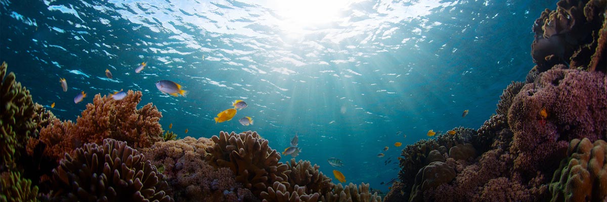 How Business Can Integrate Biodiversity into a Nature Strategy hero image