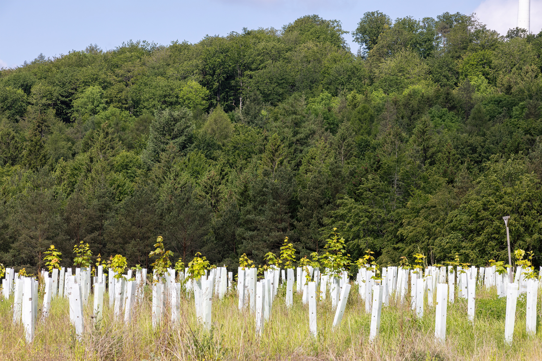 Scaling Investment in Carbon Credits with Integrity hero image