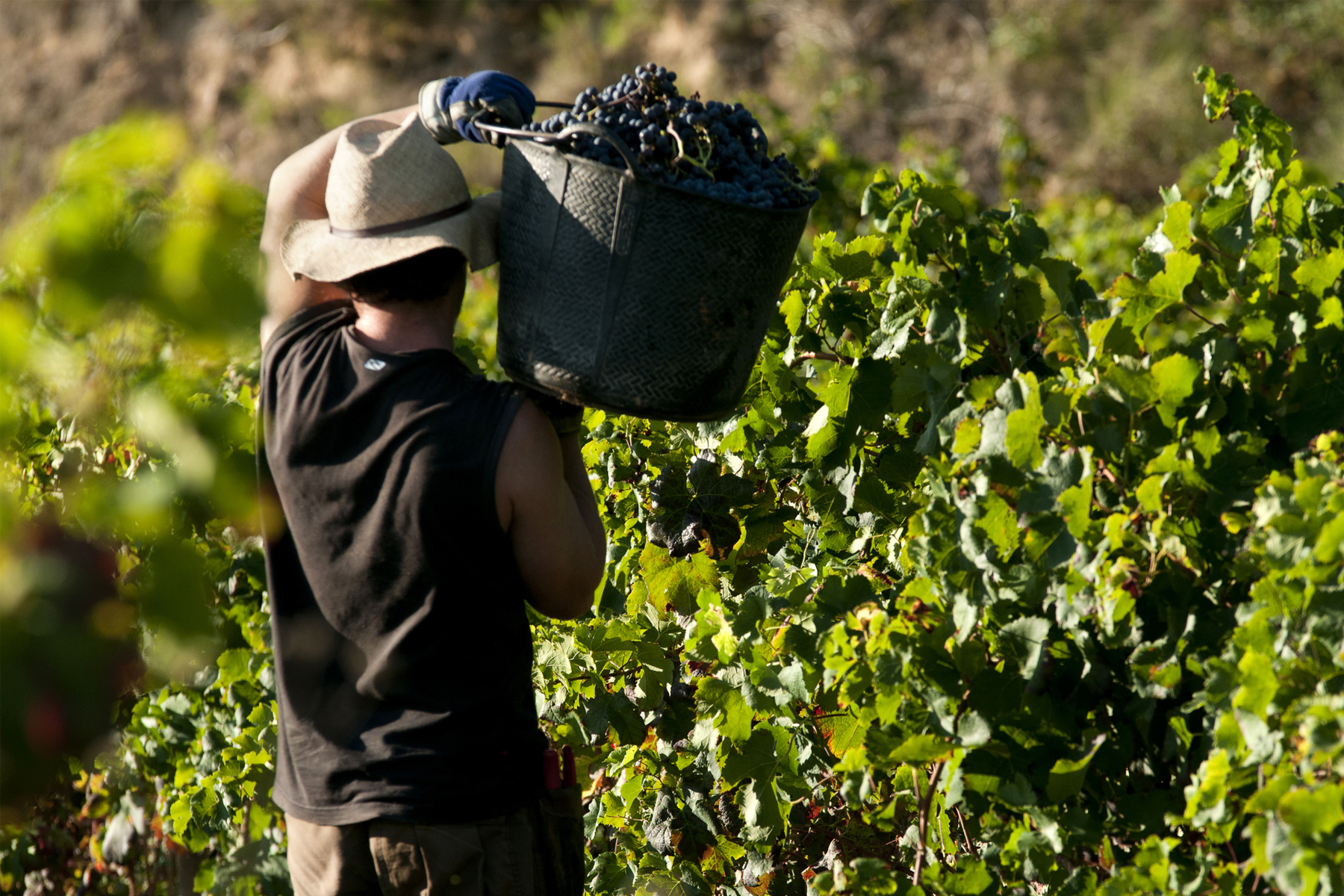 Managing Migrant Labor Human Rights Risks in U.S. Food Value Chains hero image