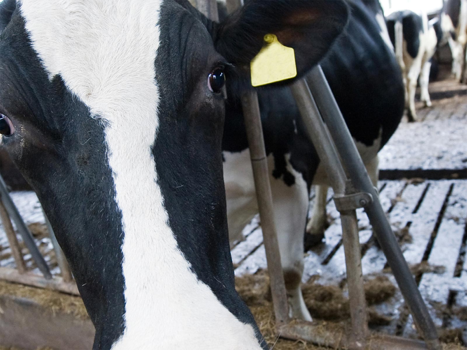 The Role of Manure Management in Supporting Net Zero Goals in the Dairy Sector hero image