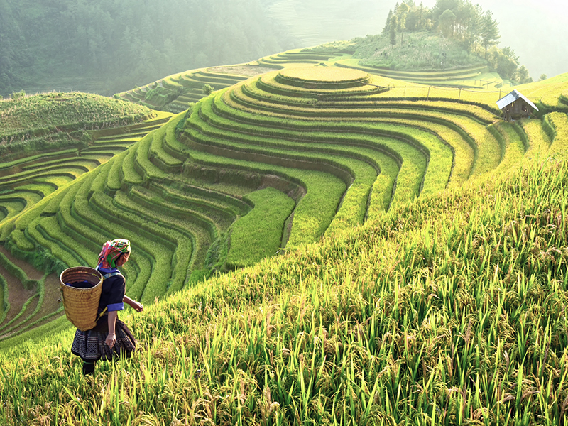 The Business Case for Empowering Women through Climate-Resilient Supply Chains thumbnail image