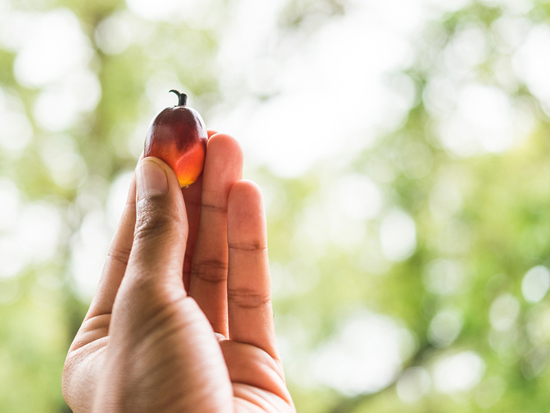 Protecting Child Welfare in the Palm Oil Industry (Asia-Pacific) thumbnail image