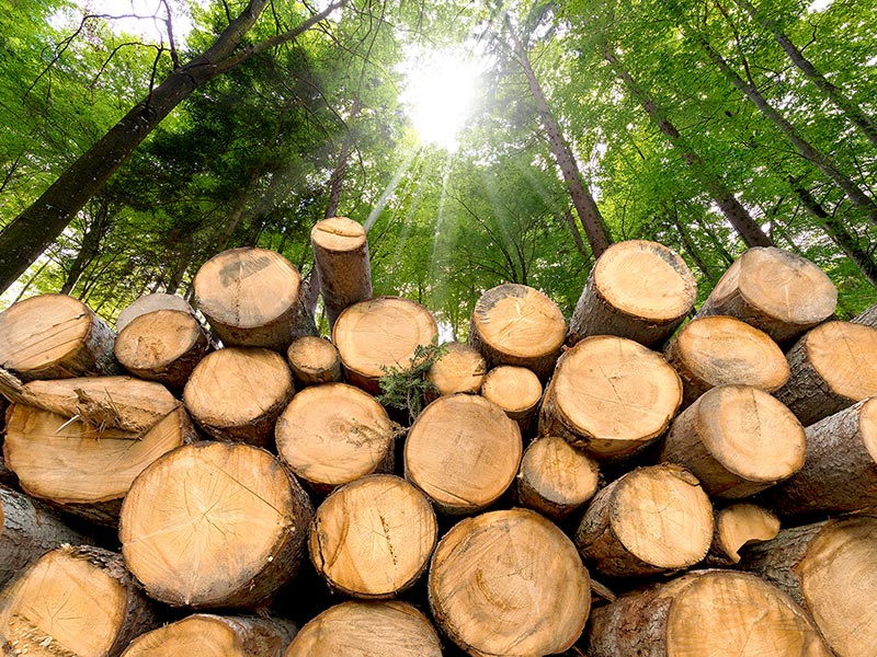 Advancing Nature-Positive Solutions for Business thumbnail image