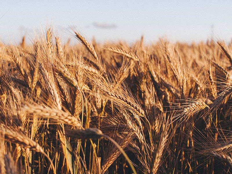 Scenarios Reveal the Urgency of Climate Action for the Food, Beverage, and Agriculture Sector thumbnail image