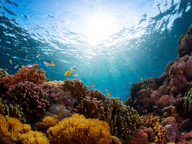 How Business Can Integrate Biodiversity into a Nature Strategy thumbnail image