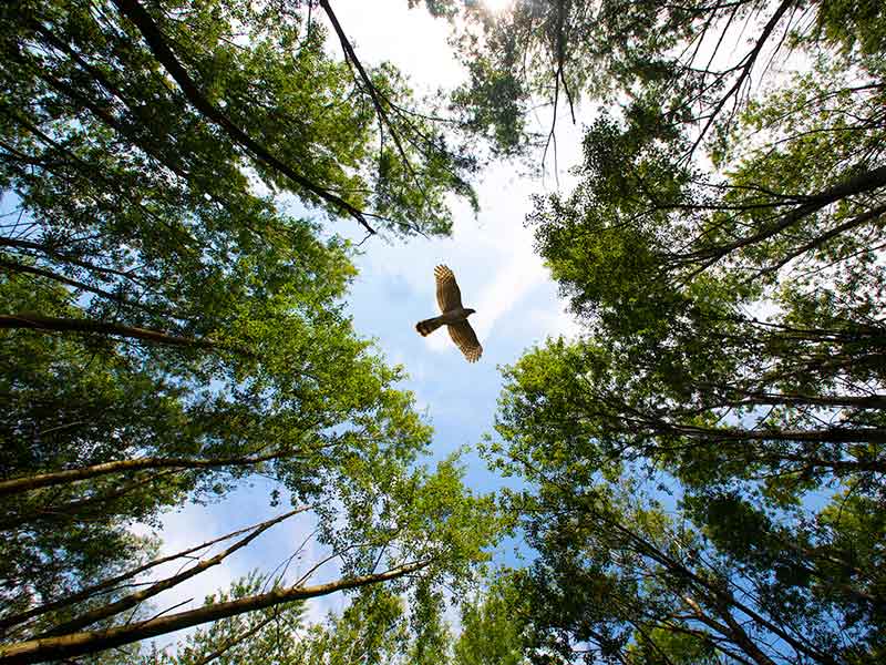Decoding Nature’s Soundscapes thumbnail image