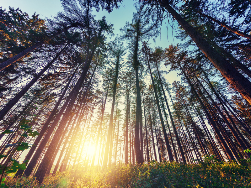 Addressing the Conflict Between Growth and Sustainability  thumbnail image