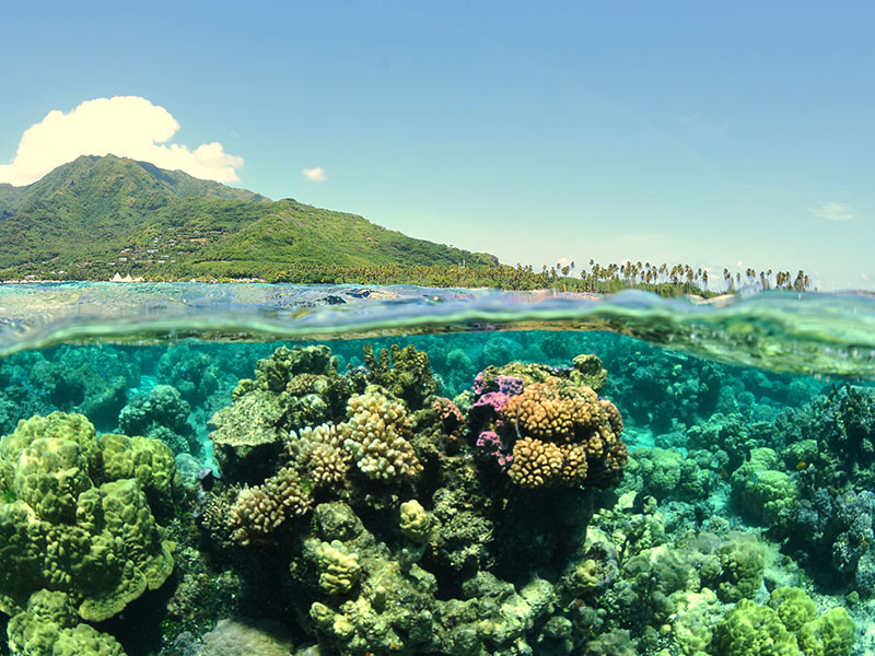 What is Biodiversity? thumbnail image