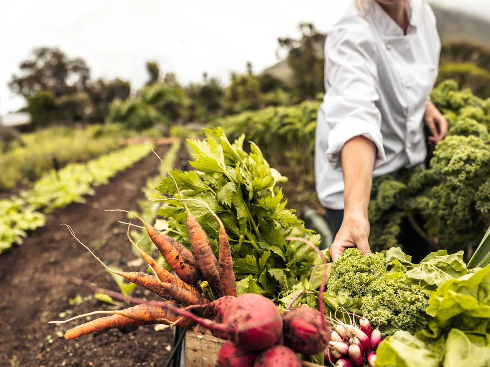 Food, Beverage, and Agriculture thumnail image