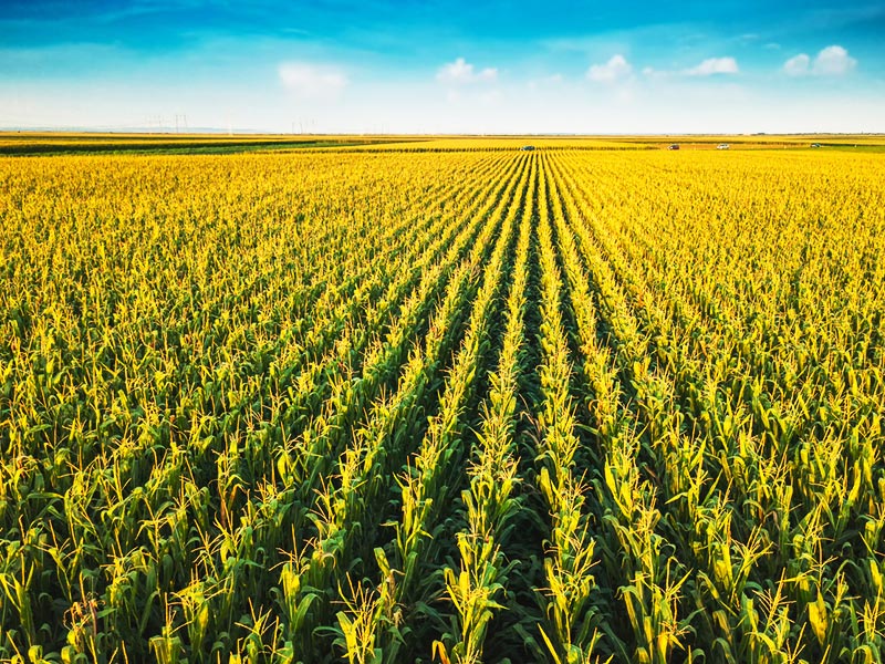 BSR Climate Scenarios: Food, Beverage, and Agriculture thumbnail image