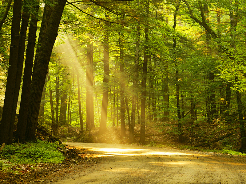 Climate Transition Plans Under the Spotlight  thumbnail image