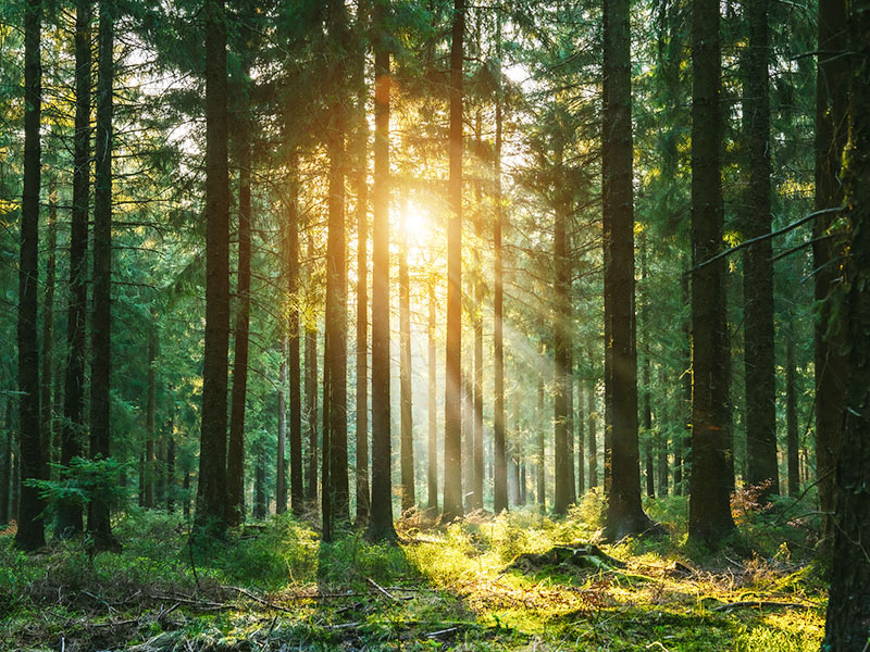 Deforestation and Conversion of Natural Ecosystems thumbnail image