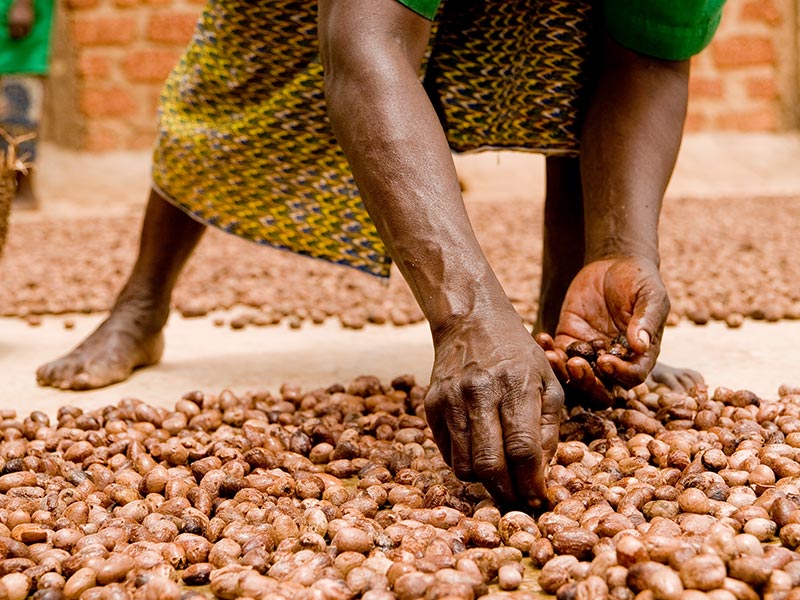 Building Financial Resilience of Women Workers in the Shea Industry thumbnail image