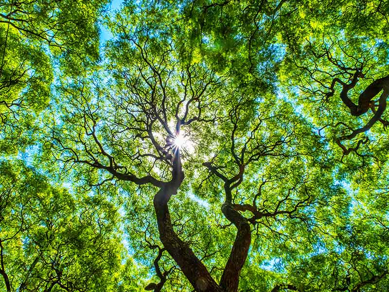 Accelerating SME Net-Zero Action: Call for Collective Action thumbnail image