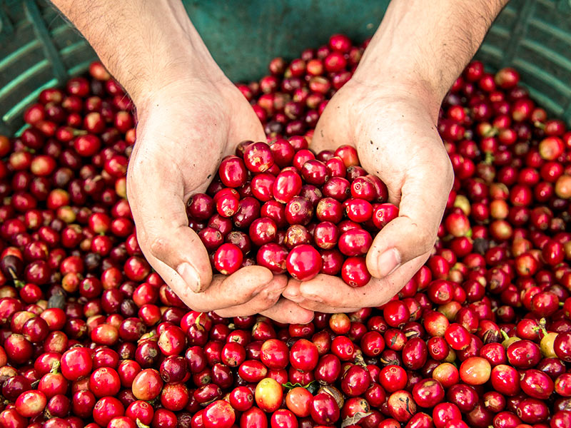 Five Ways Companies Can Help Smallholders and SMEs Prepare for Upcoming Regulations thumnail image